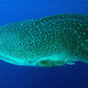 Un tiburón ballena.
